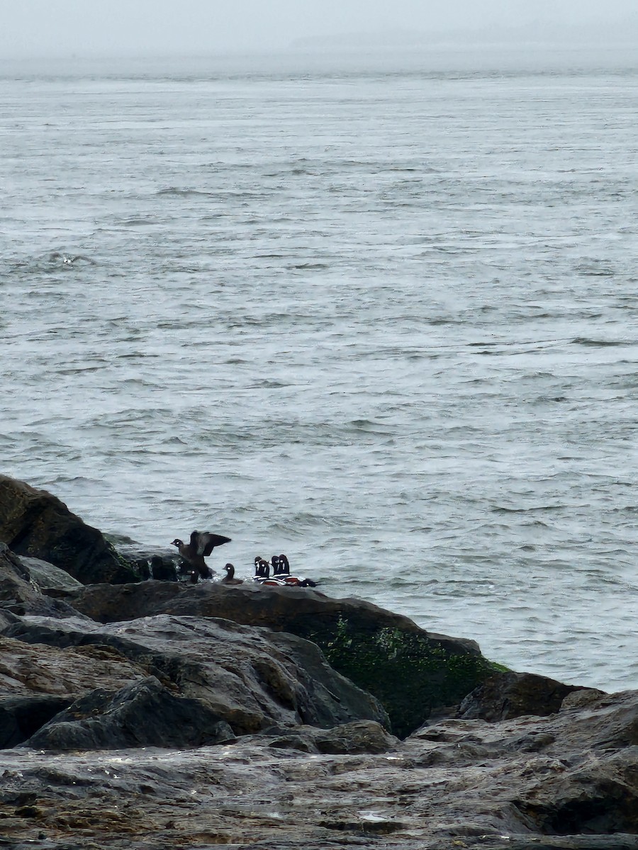 Harlequin Duck - ML645889090
