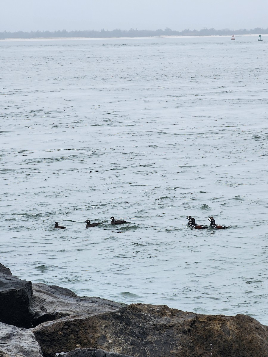 Harlequin Duck - ML645889091