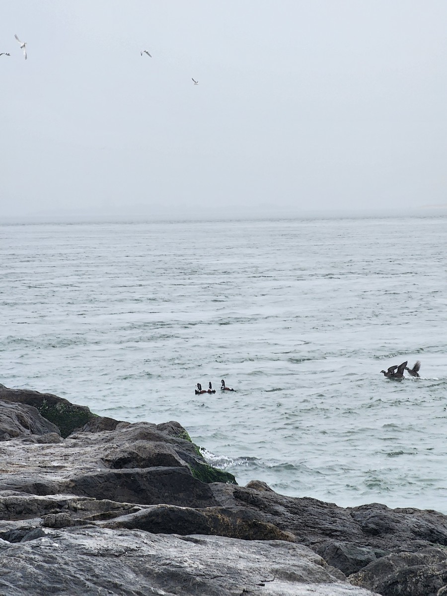 Harlequin Duck - ML645889092