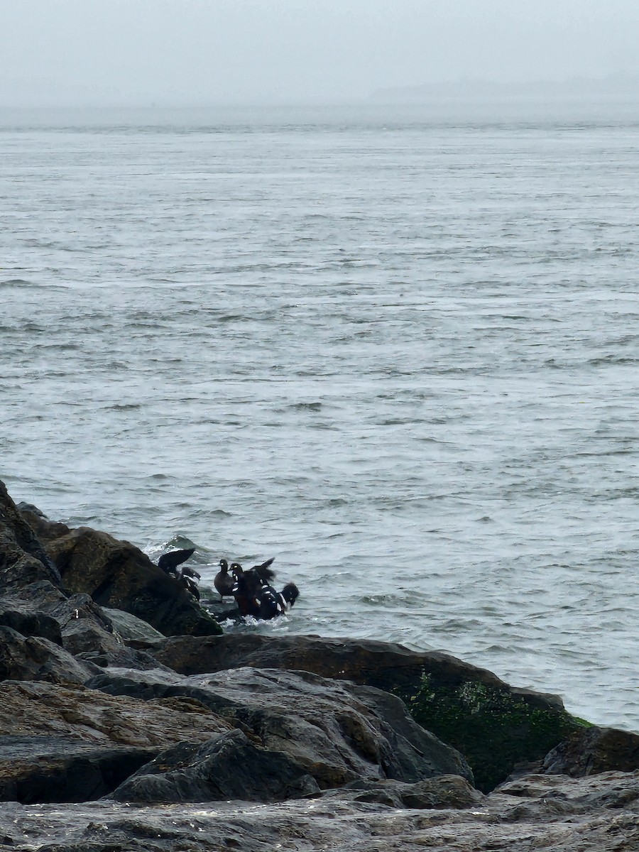 Harlequin Duck - ML645889093