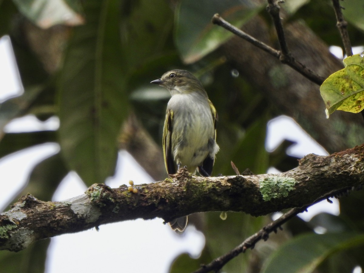 Mistletoe Tyrannulet - ML645889102