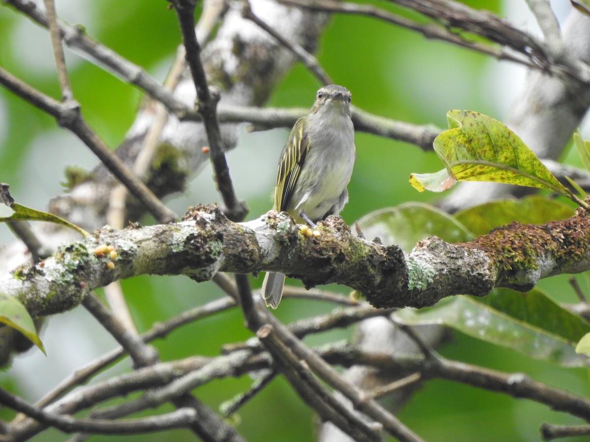 Mistletoe Tyrannulet - ML645889103