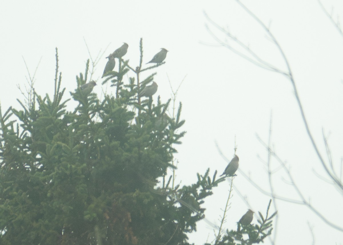 Buztanori boreala - ML645889104