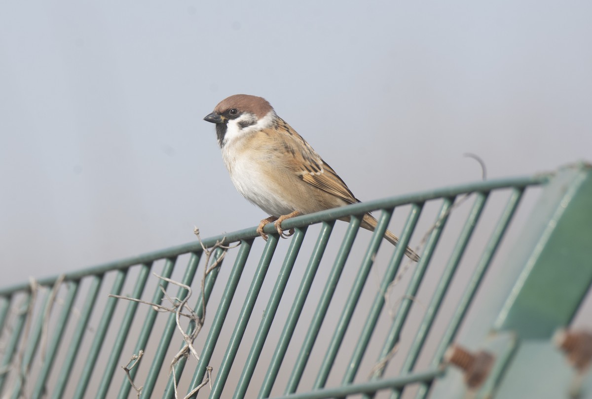 vrabec polní - ML645889105