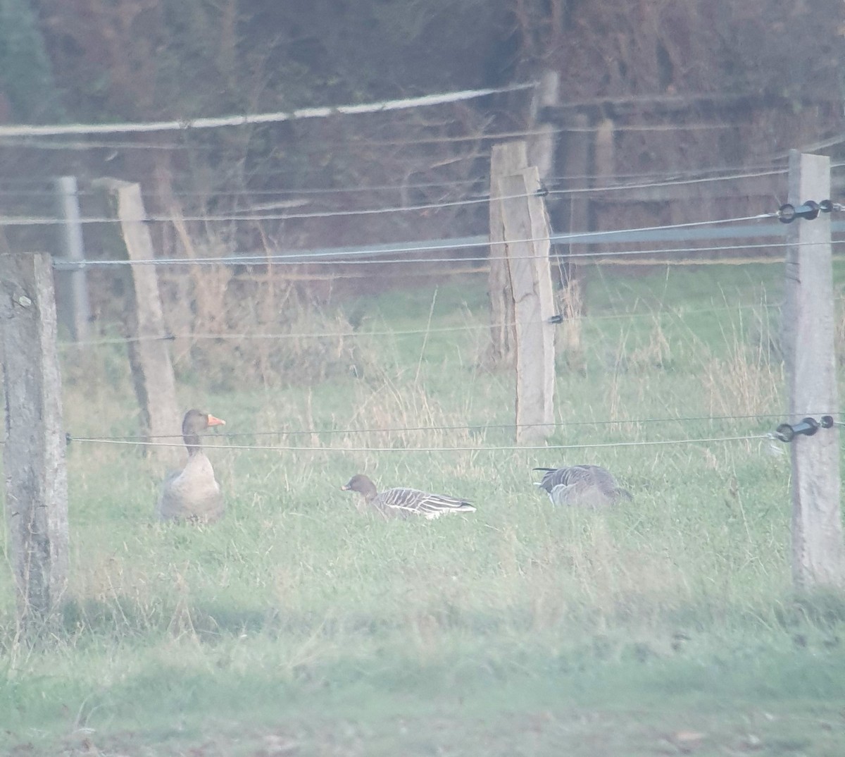 Pink-footed Goose - ML645889106