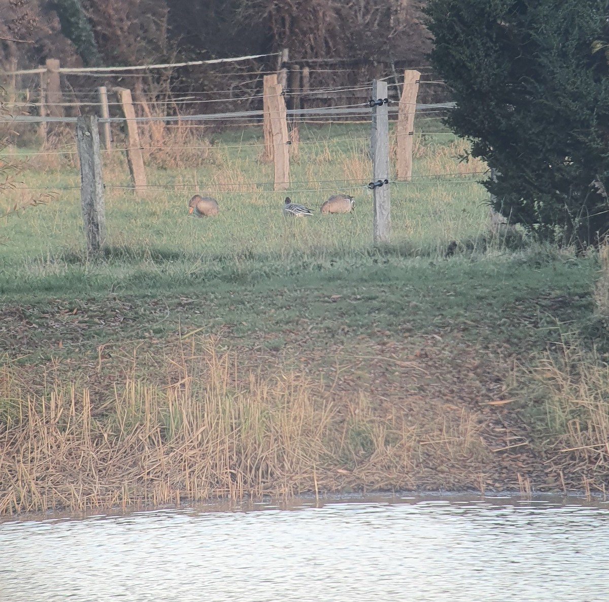Pink-footed Goose - ML645889108