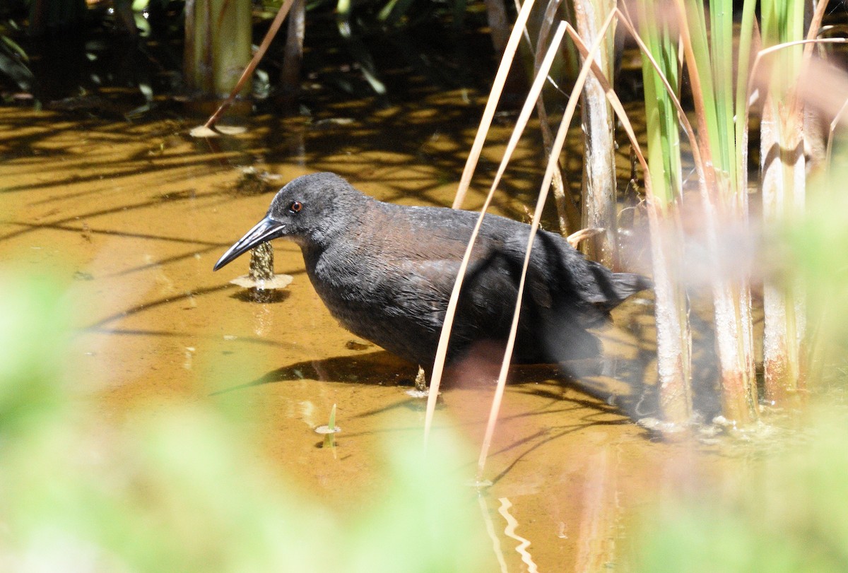 African Rail - ML645889109