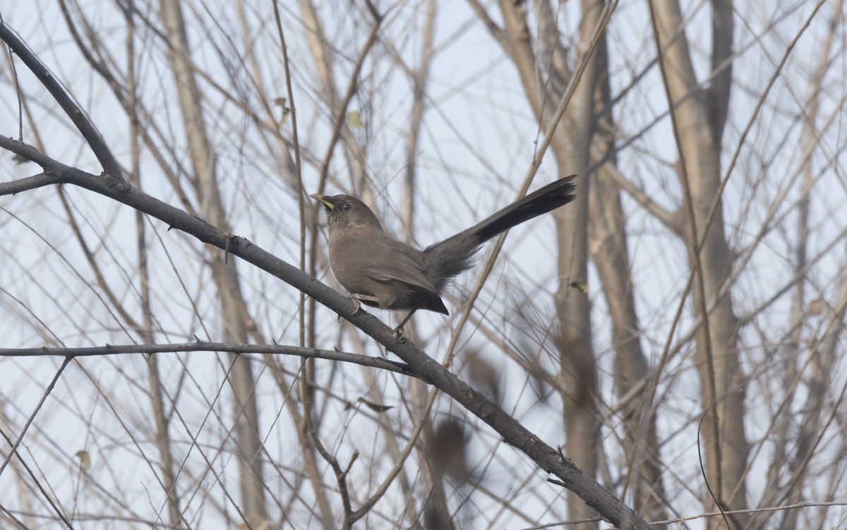 Pere David's Laughingthrush - ML645889110