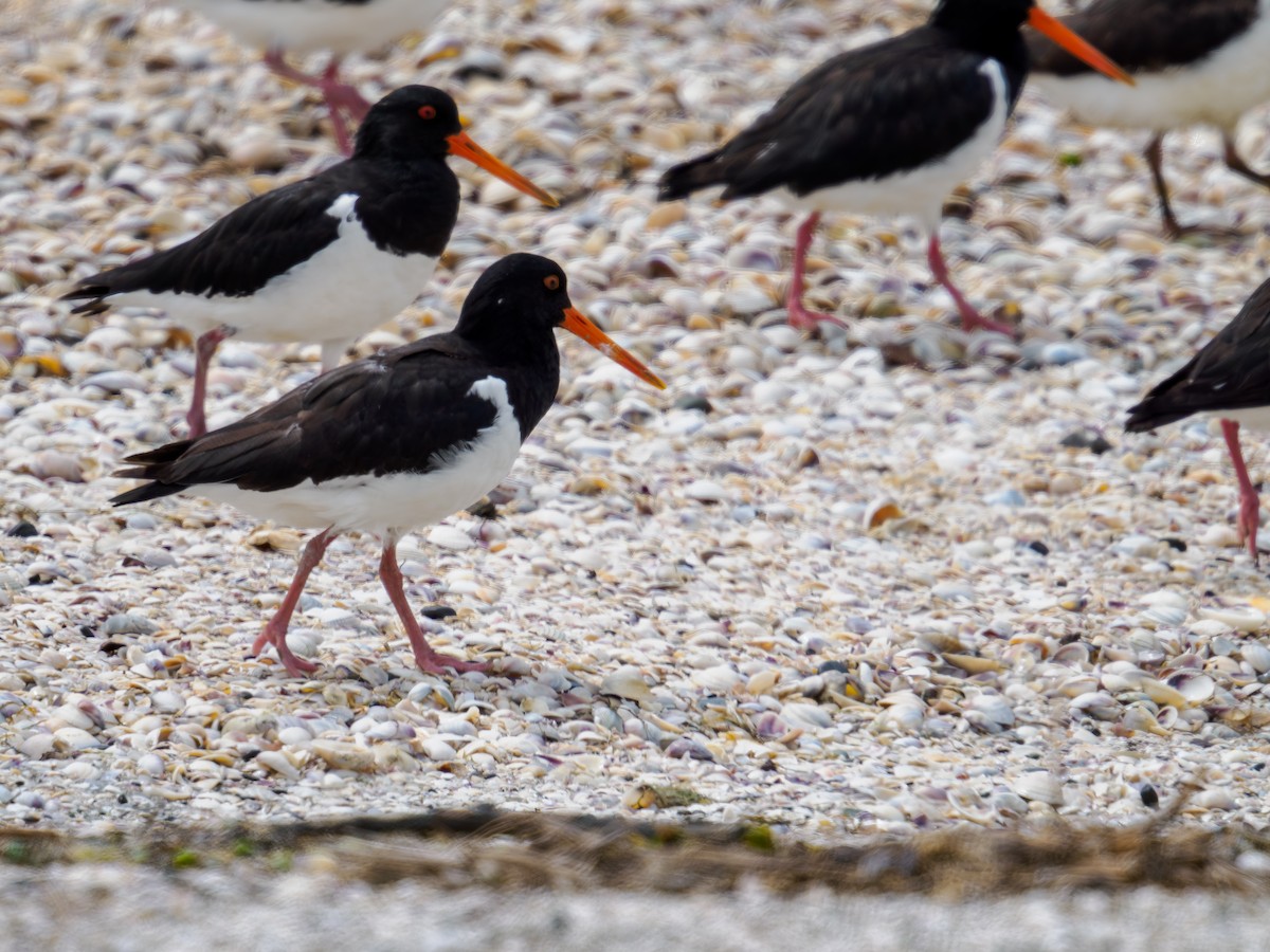 South Island Oystercatcher - ML645889114