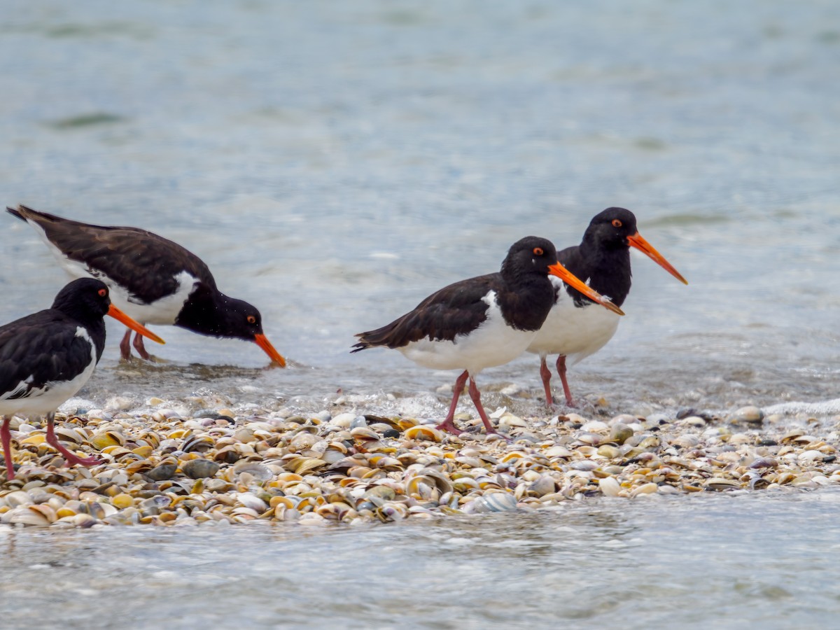 South Island Oystercatcher - ML645889115