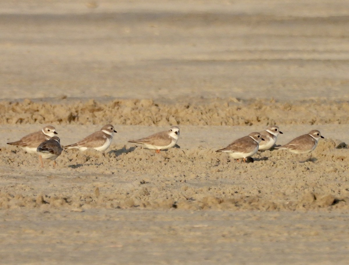 Piping Plover - ML645889116