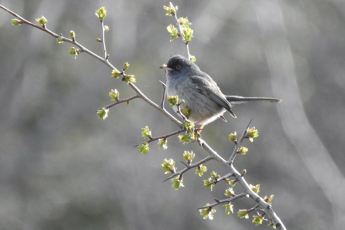 Marmora's Warbler - ML645889117