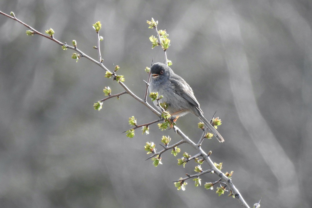 Marmora's Warbler - ML645889118