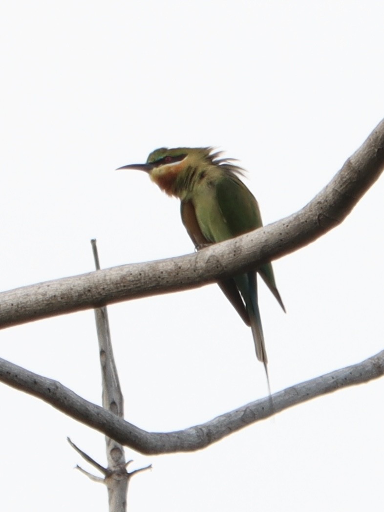 Blue-tailed Bee-eater - ML645889119
