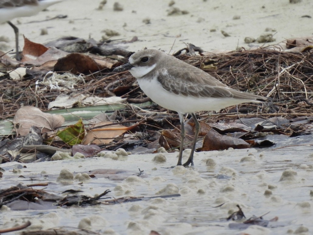 Tibet Cılıbıtı - ML645889120