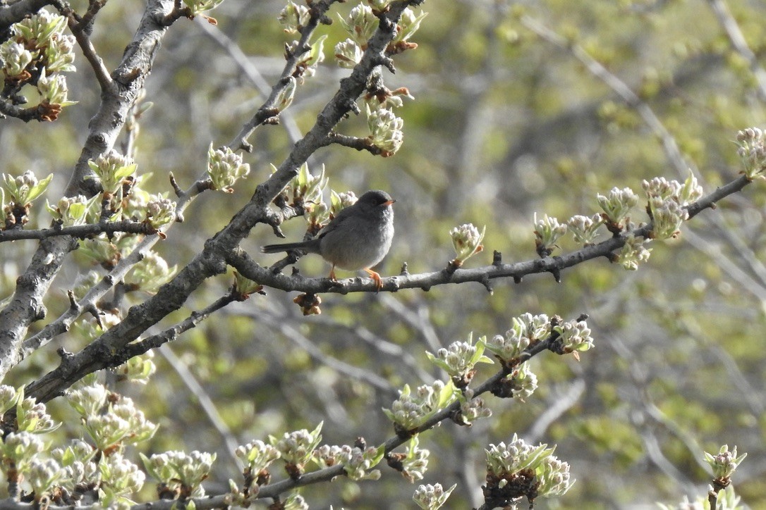 Marmora's Warbler - ML645889121