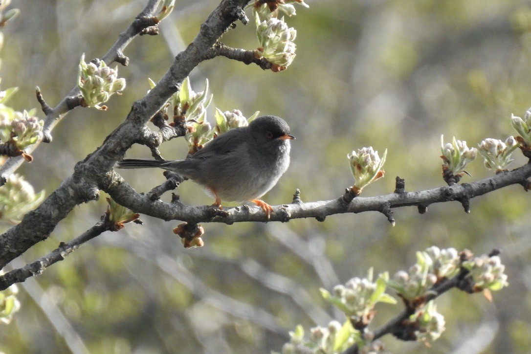 Marmora's Warbler - ML645889122