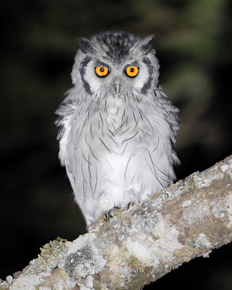 Southern White-faced Owl - ML645889126