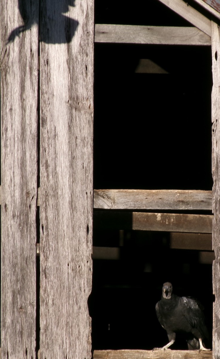 Black Vulture - ML645889127