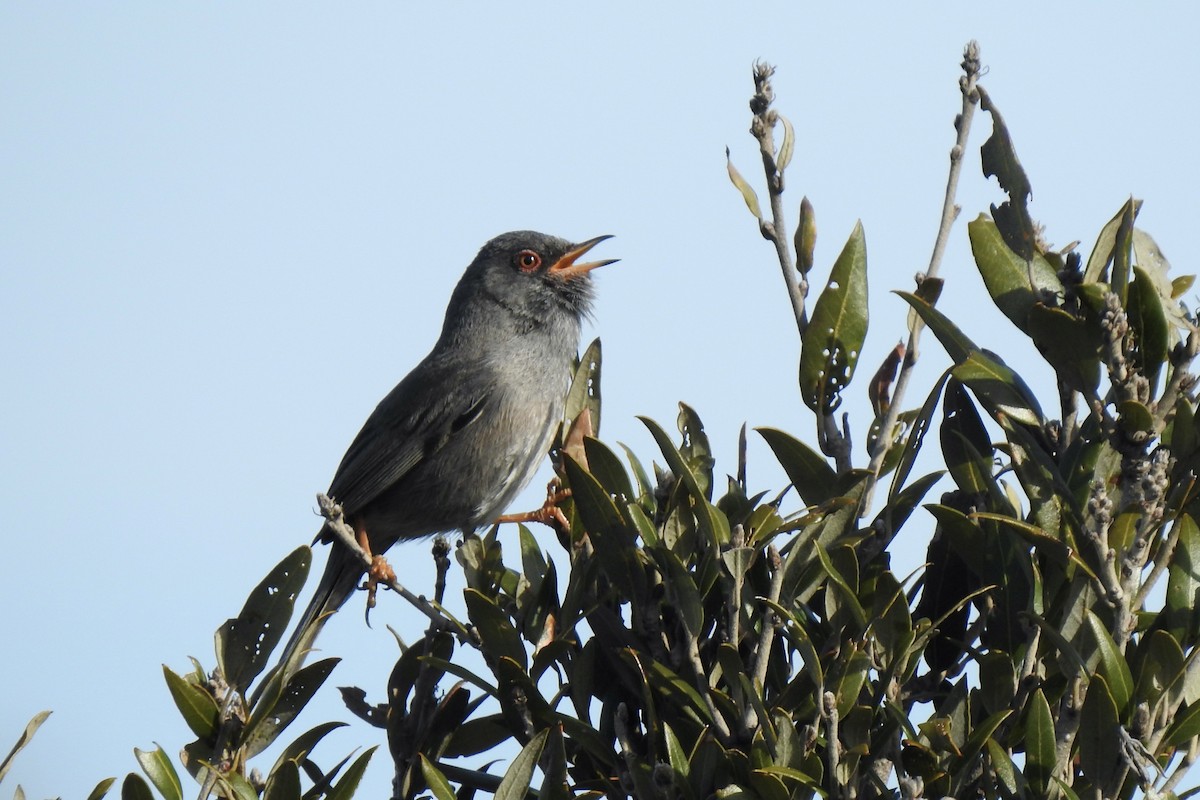 Marmora's Warbler - ML645889131