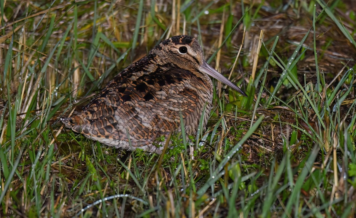 Eurasian Woodcock - ML645889135