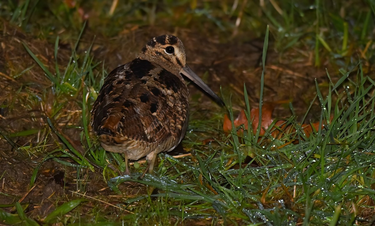 Eurasian Woodcock - ML645889136