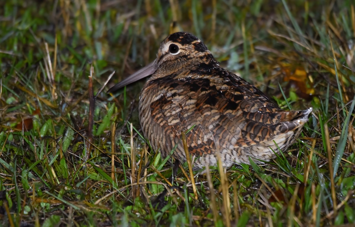 Eurasian Woodcock - ML645889137
