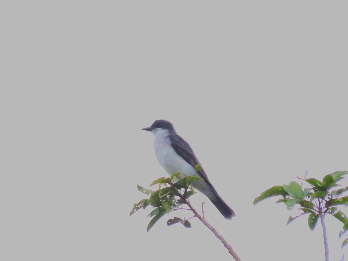 Tirano Oriental - ML645889138