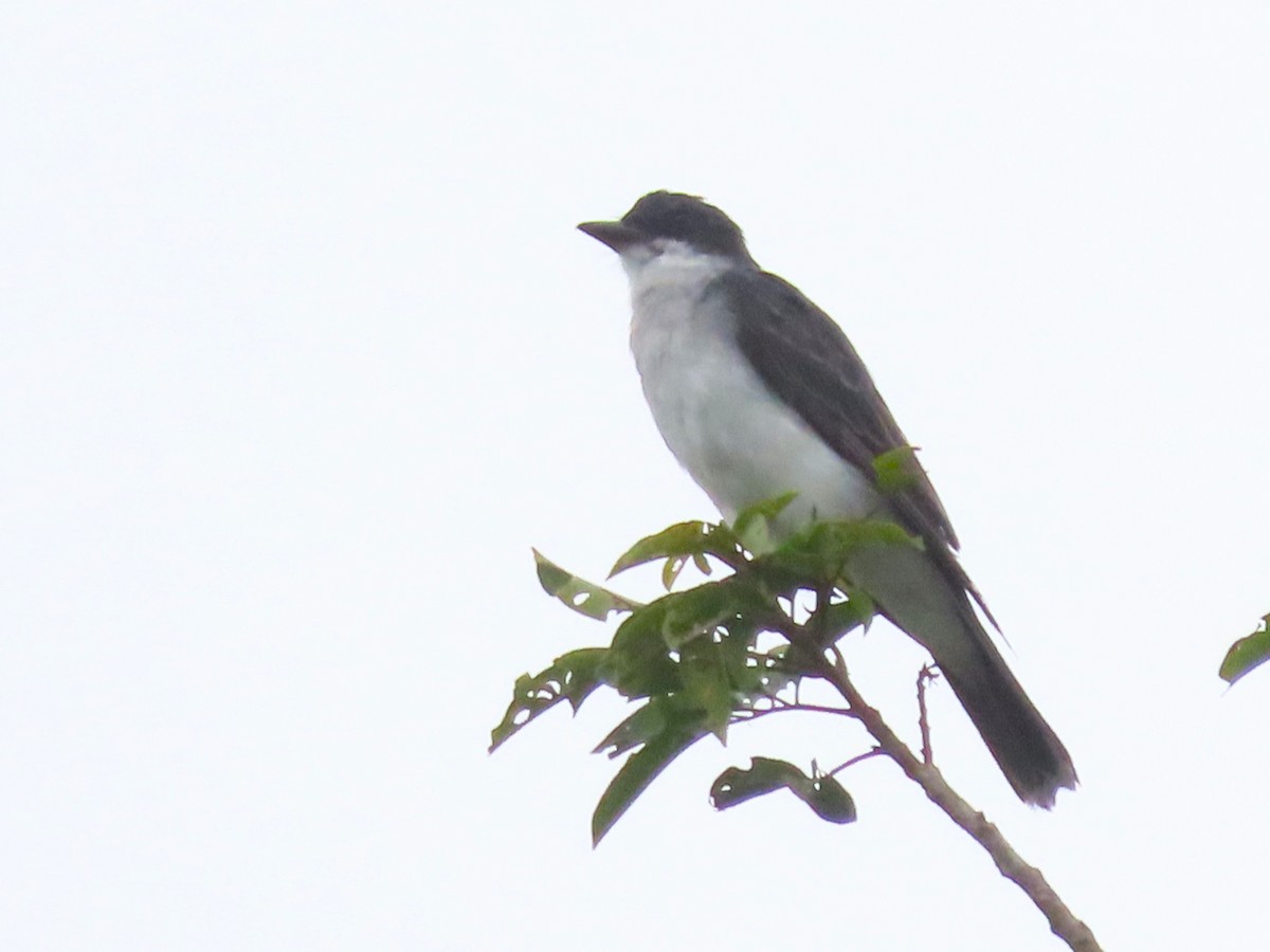 Tirano Oriental - ML645889139