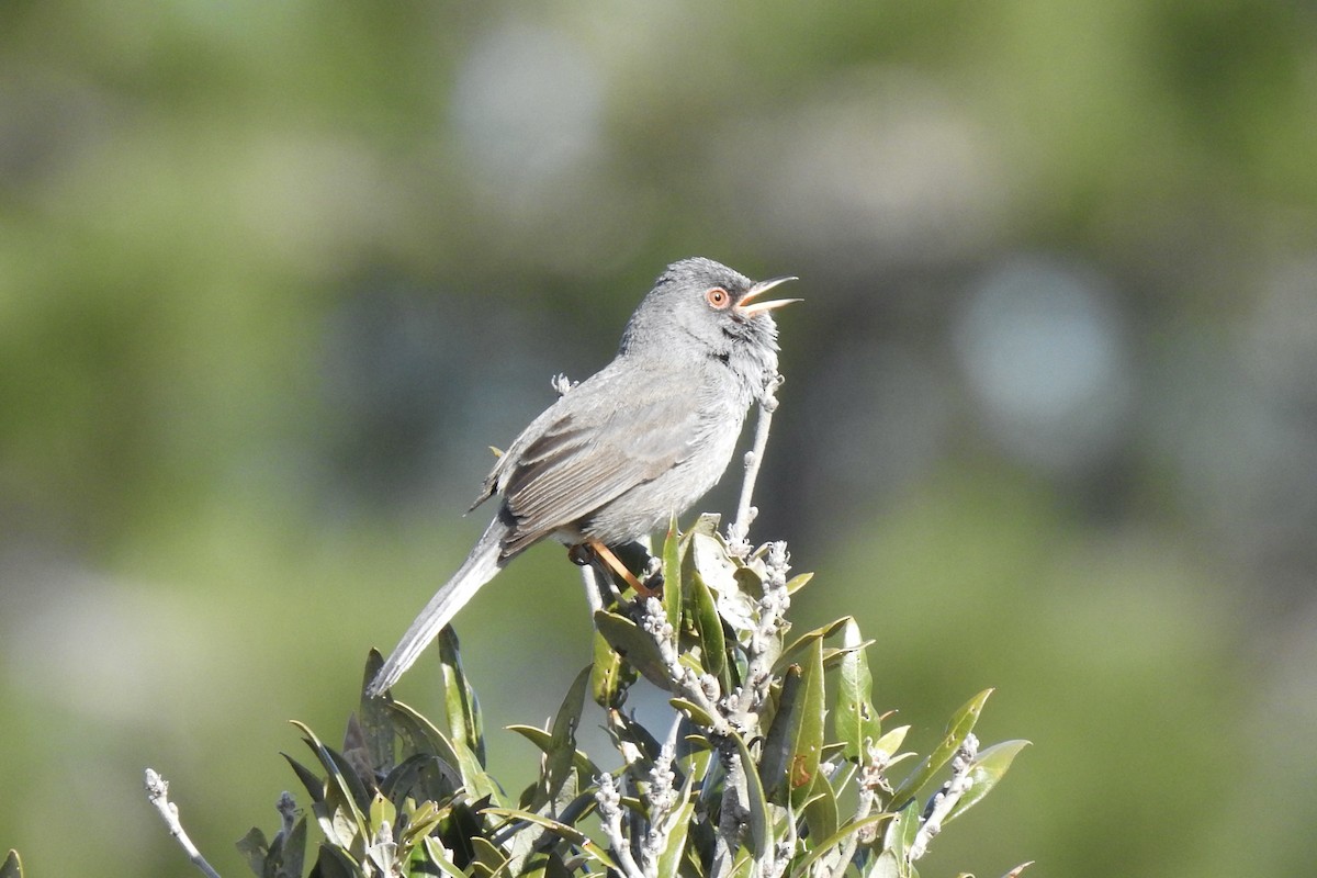 Marmora's Warbler - ML645889140