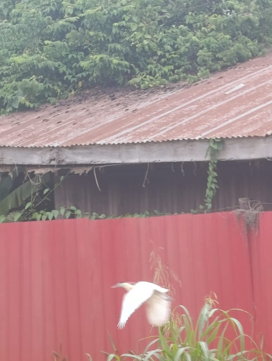 Capped Heron - ML645889141