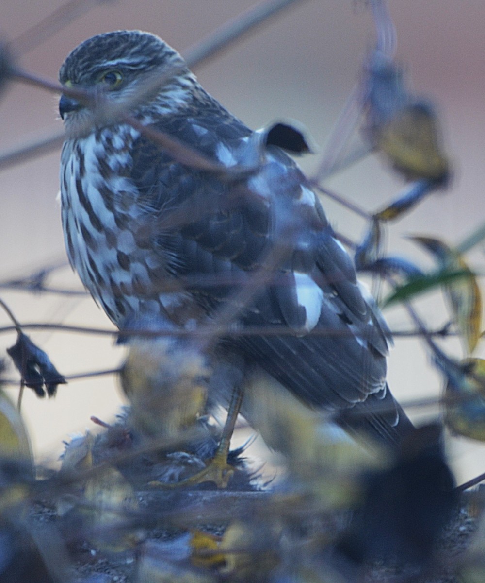 Sharp-shinned Hawk (Northern) - ML645889146