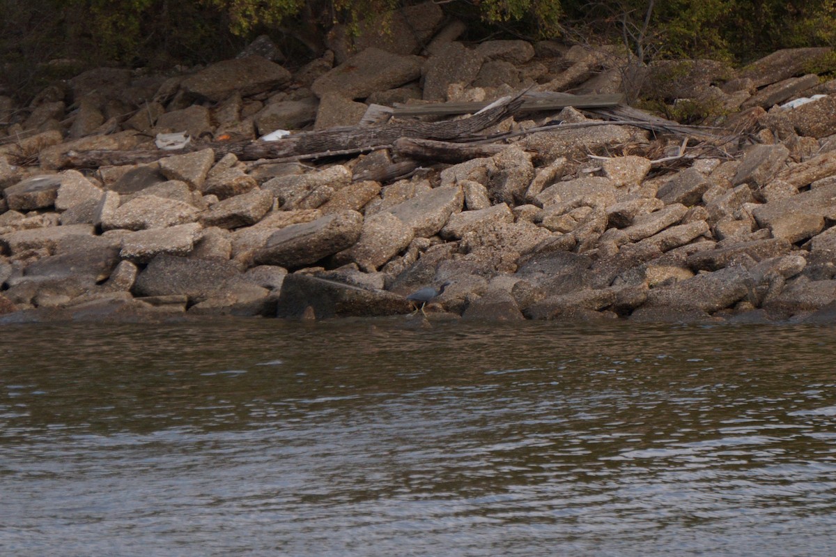 לבנית כחולה קטנה - ML645889150