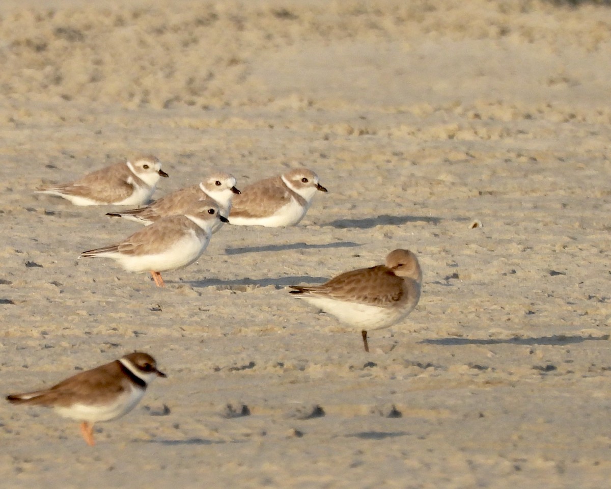 Snowy Plover - ML645889152
