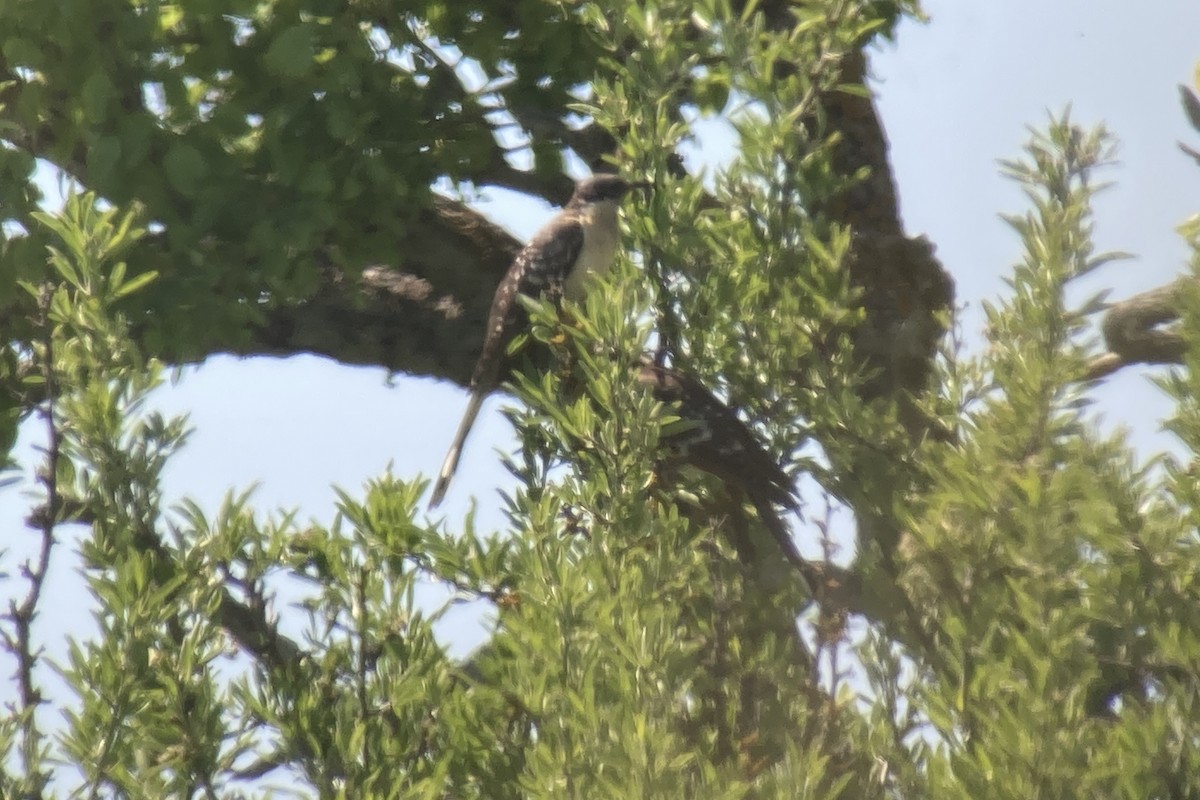 קוקיה מצויצת - ML645889153