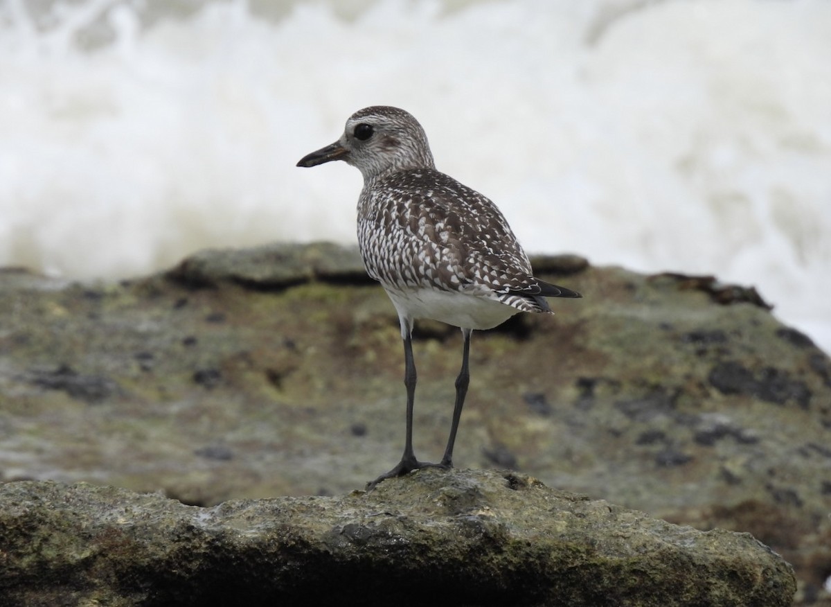 חופזי מנומר - ML645889154