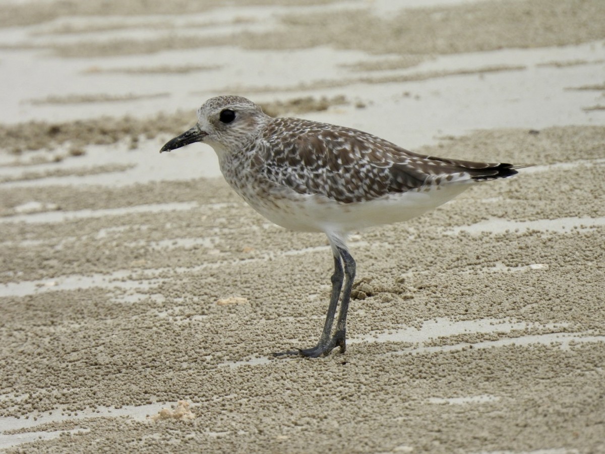 חופזי מנומר - ML645889155