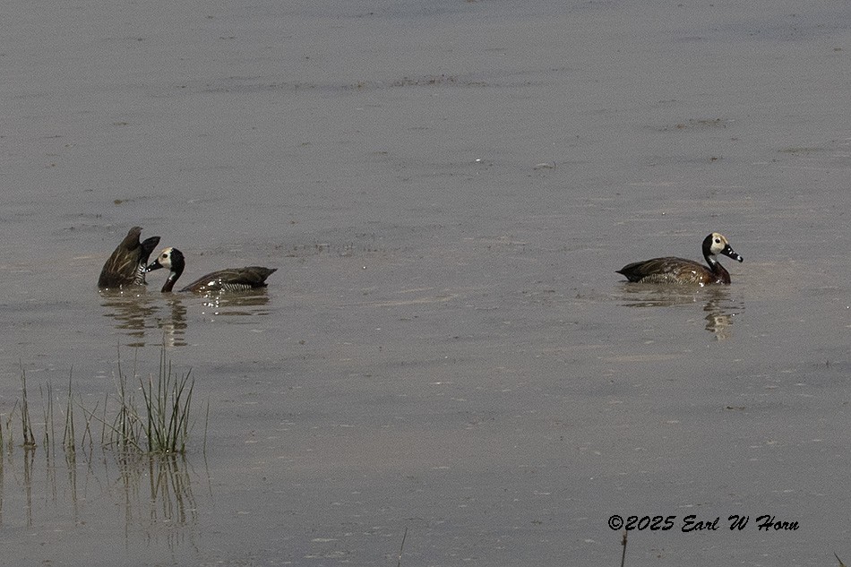 אווזון לבן-פנים - ML645889156