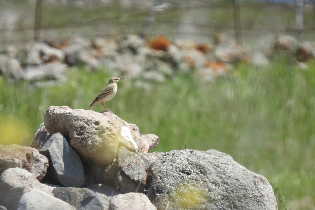 פפיון צהוב - ML645889157