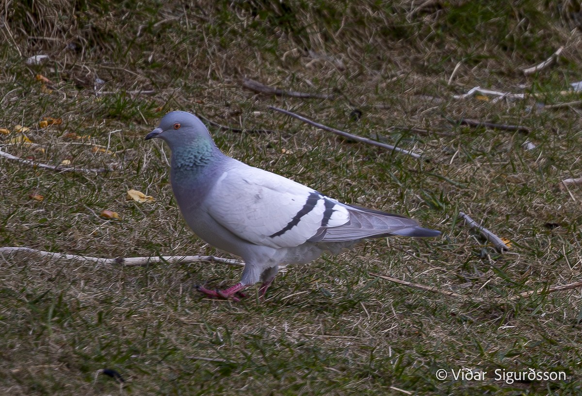 יונת סלעים - ML645889158