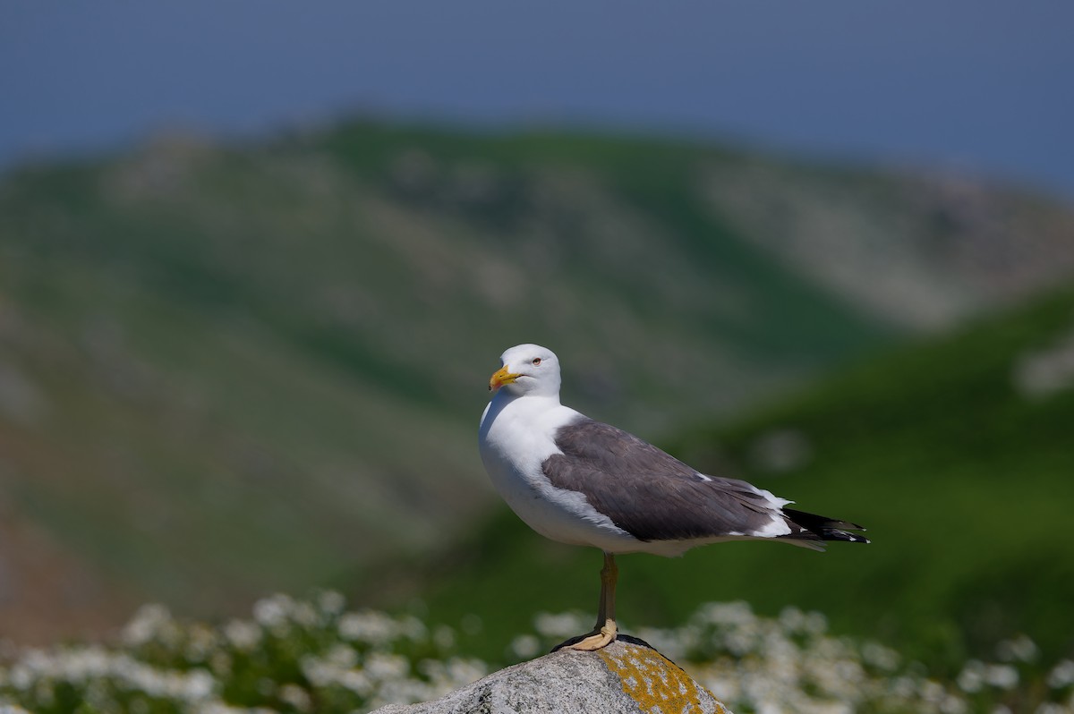 שחף שחור - ML645889163