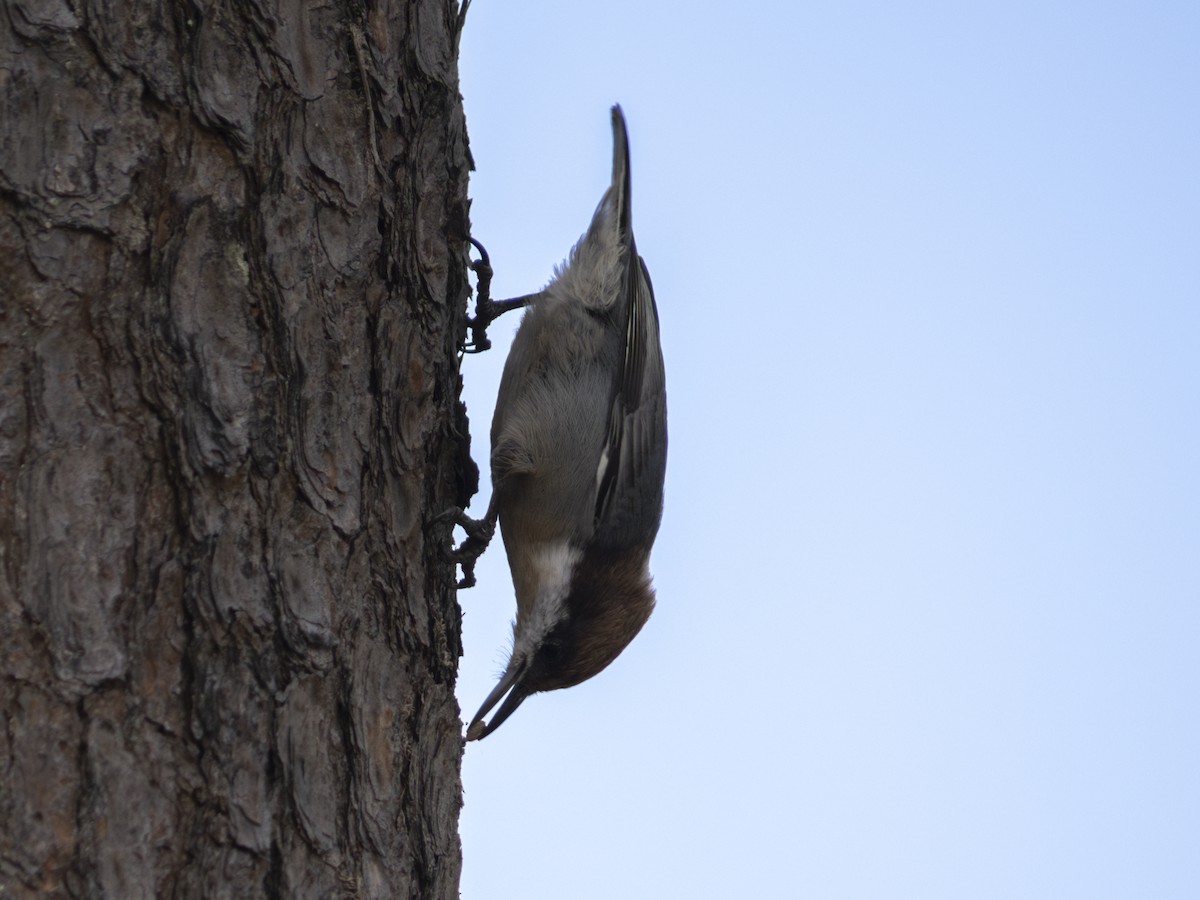 Brown-headed Nuthatch - ML645889167