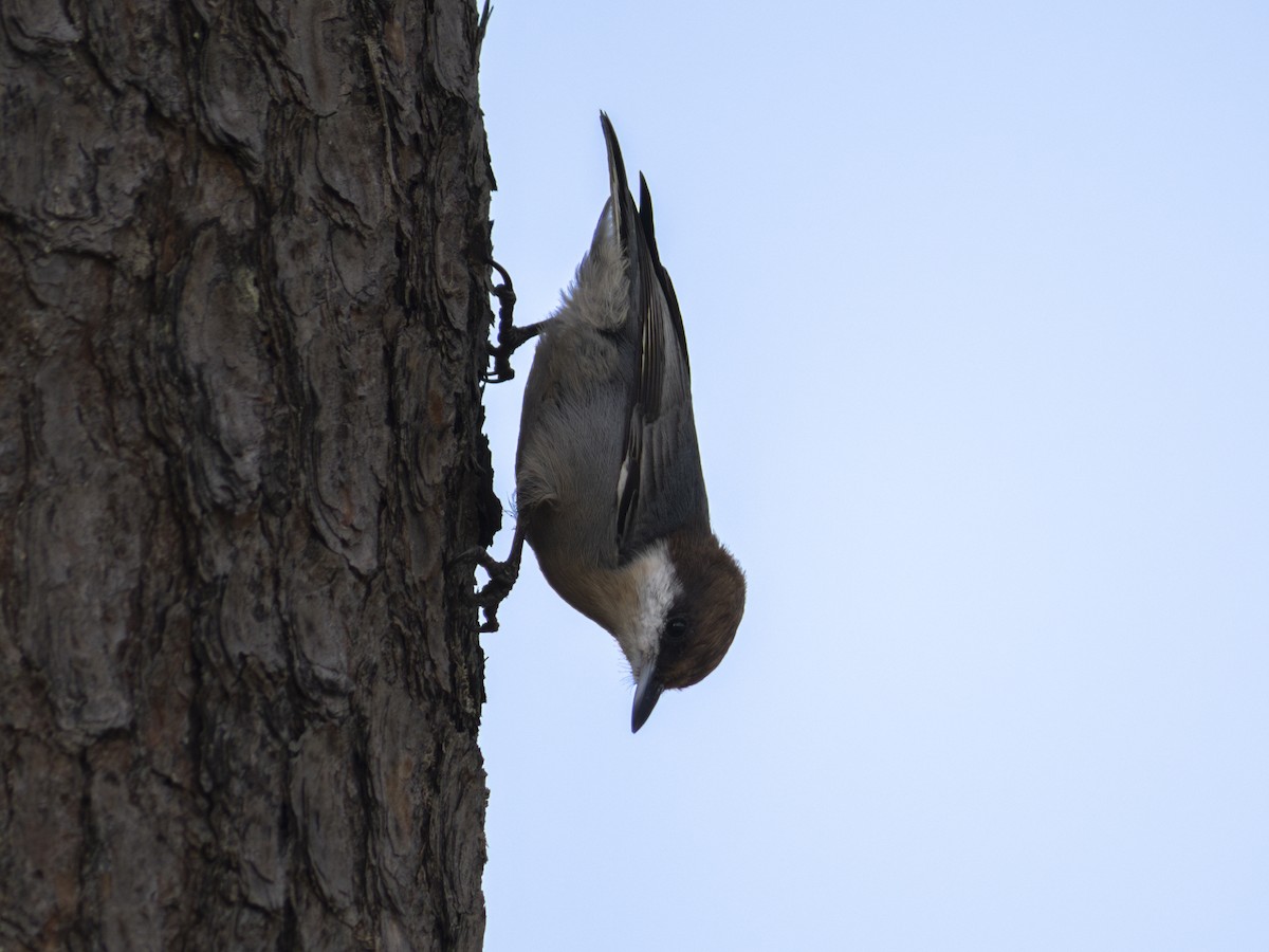 Brown-headed Nuthatch - ML645889168