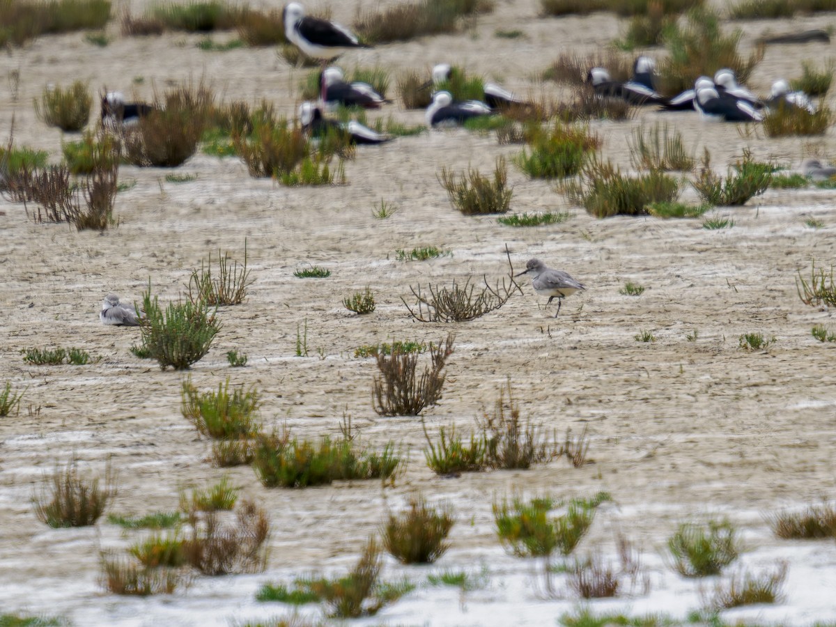 Wrybill - ML645889169