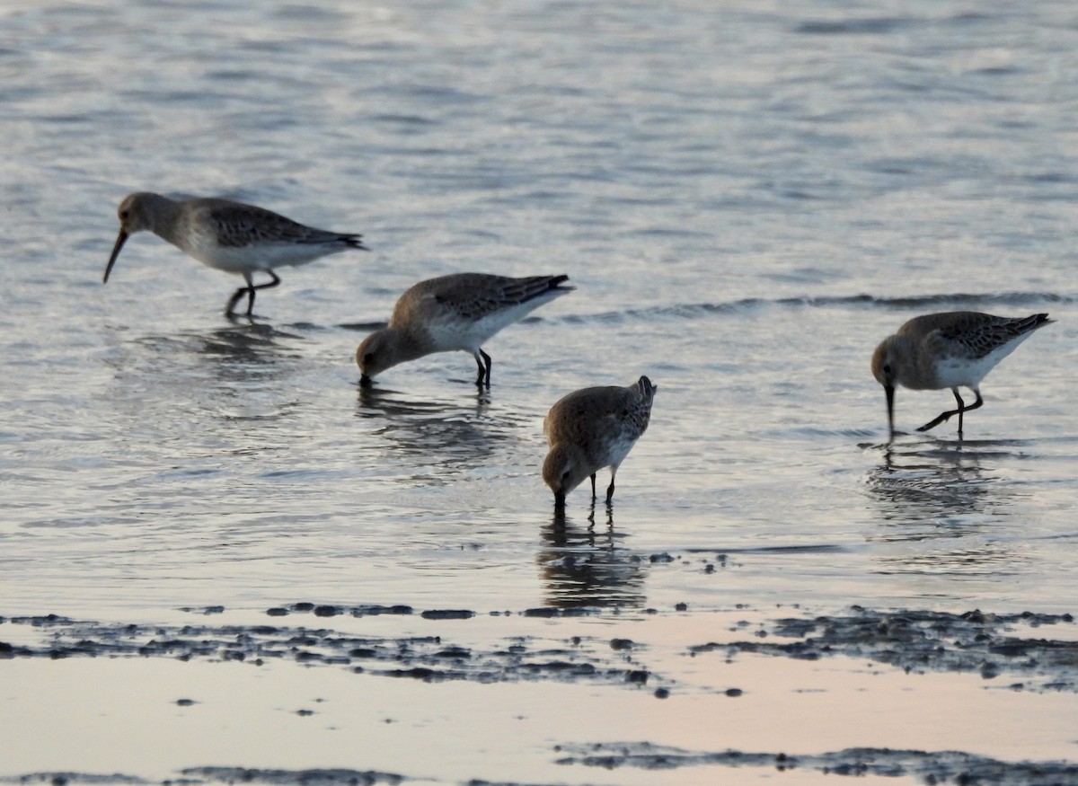 חופית אלפינית - ML645889170