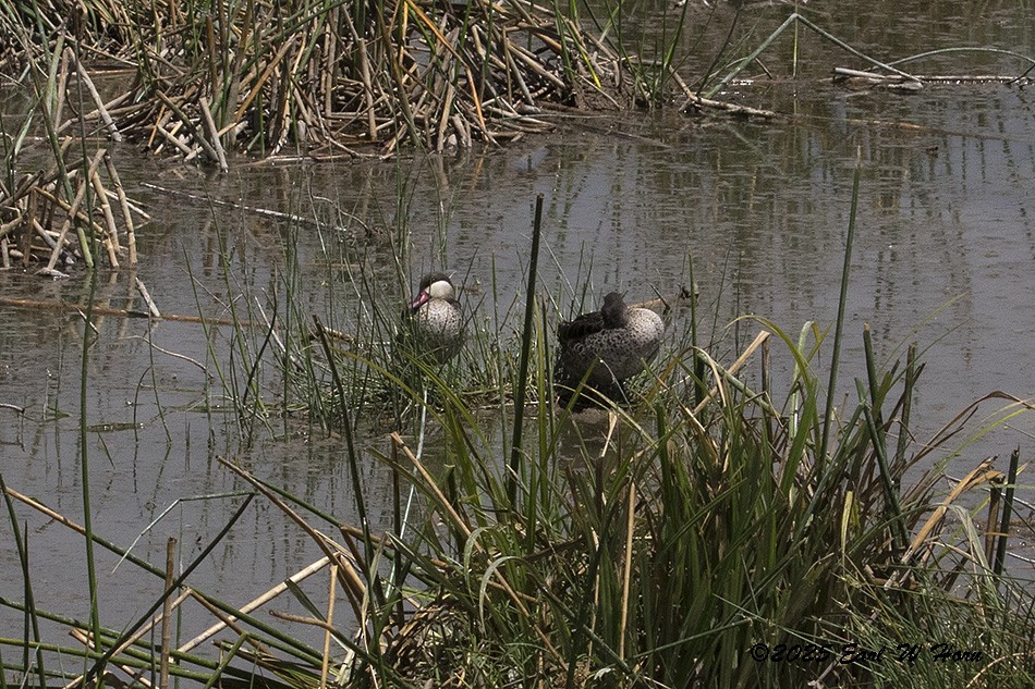 שרשיר אדום-מקור - ML645889171