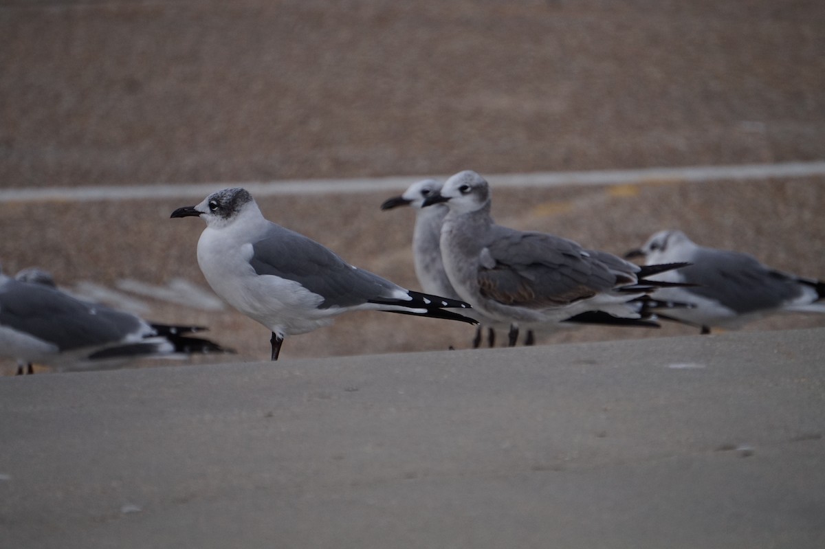 שחף צוחק - ML645889172