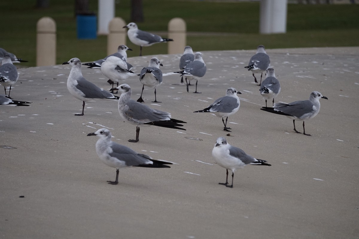 שחף צוחק - ML645889173