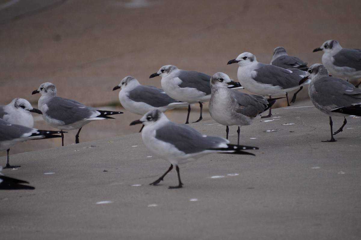 שחף צוחק - ML645889174