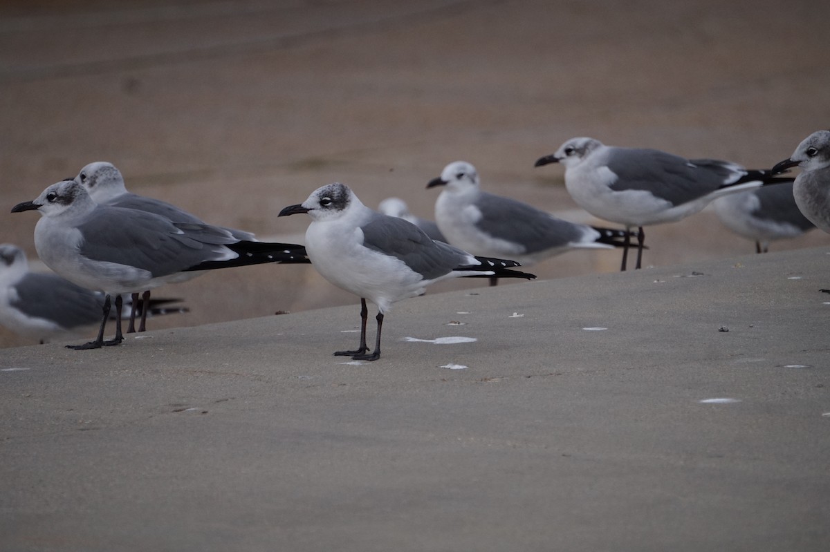 שחף צוחק - ML645889175